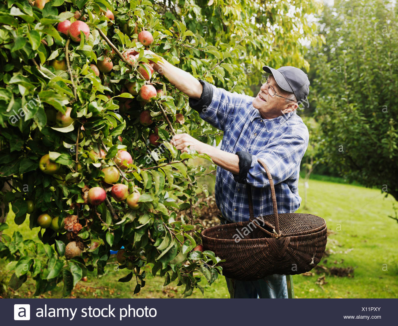 The Fruit Tree Man Fruit Trees