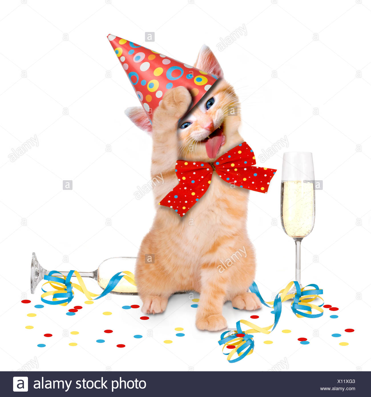 Party Katze Party Katze