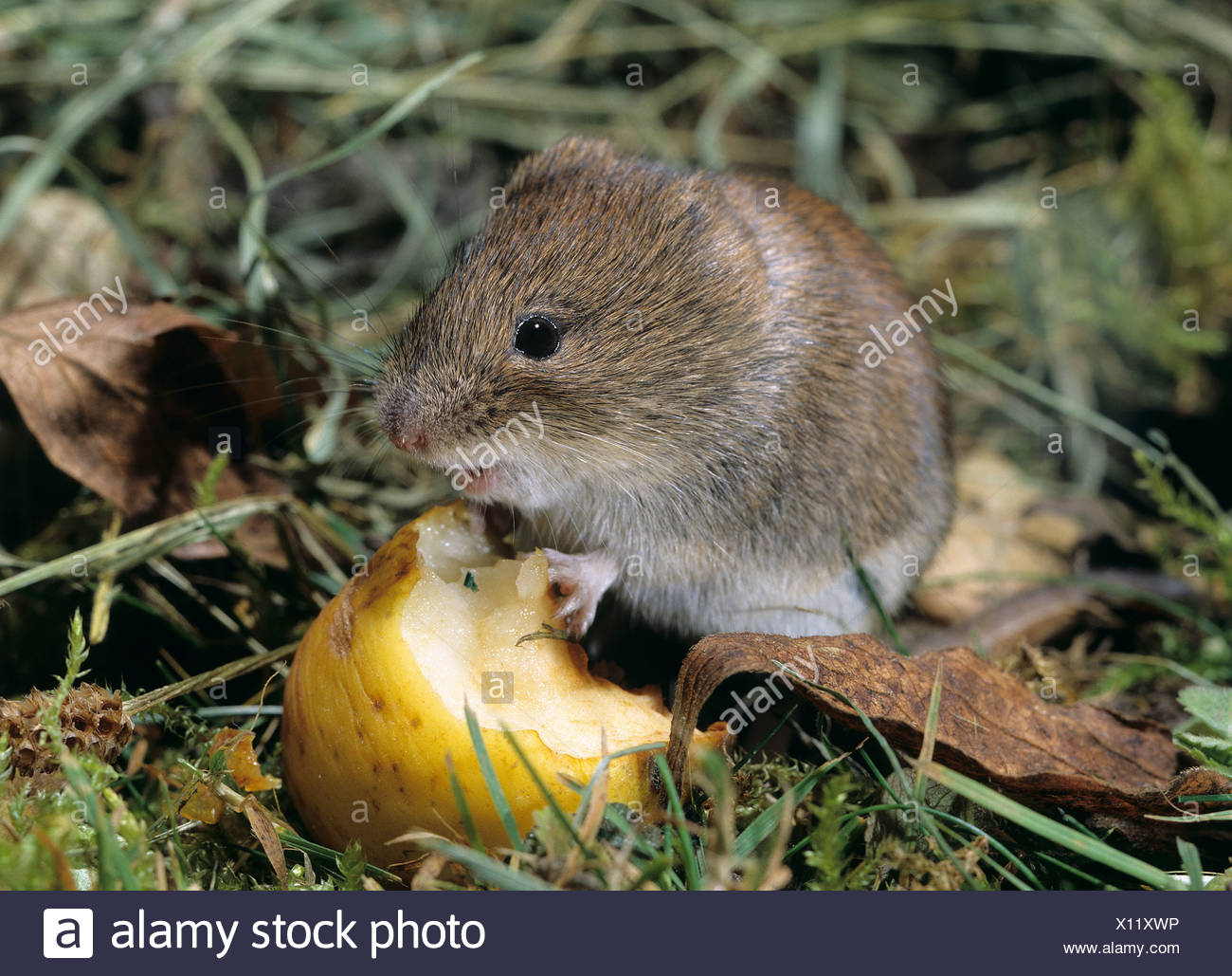 Pine Vole Stock Photos & Pine Vole Stock Images Alamy