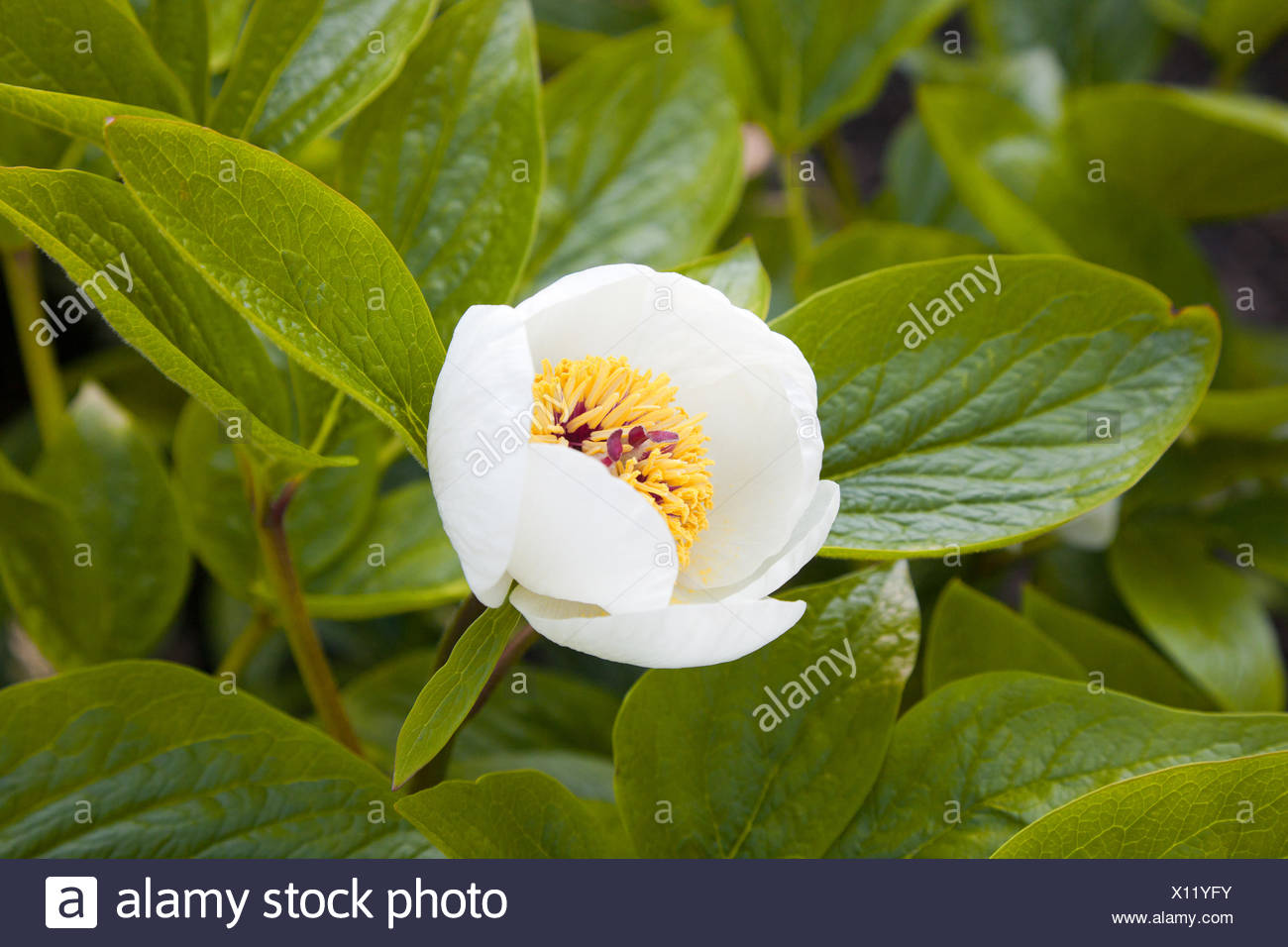Macro of Paeonia officinalis Stock Photo