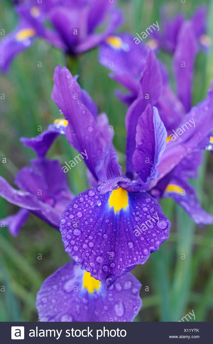 Dutch Iris Iris Hollandica Flower. and. 
