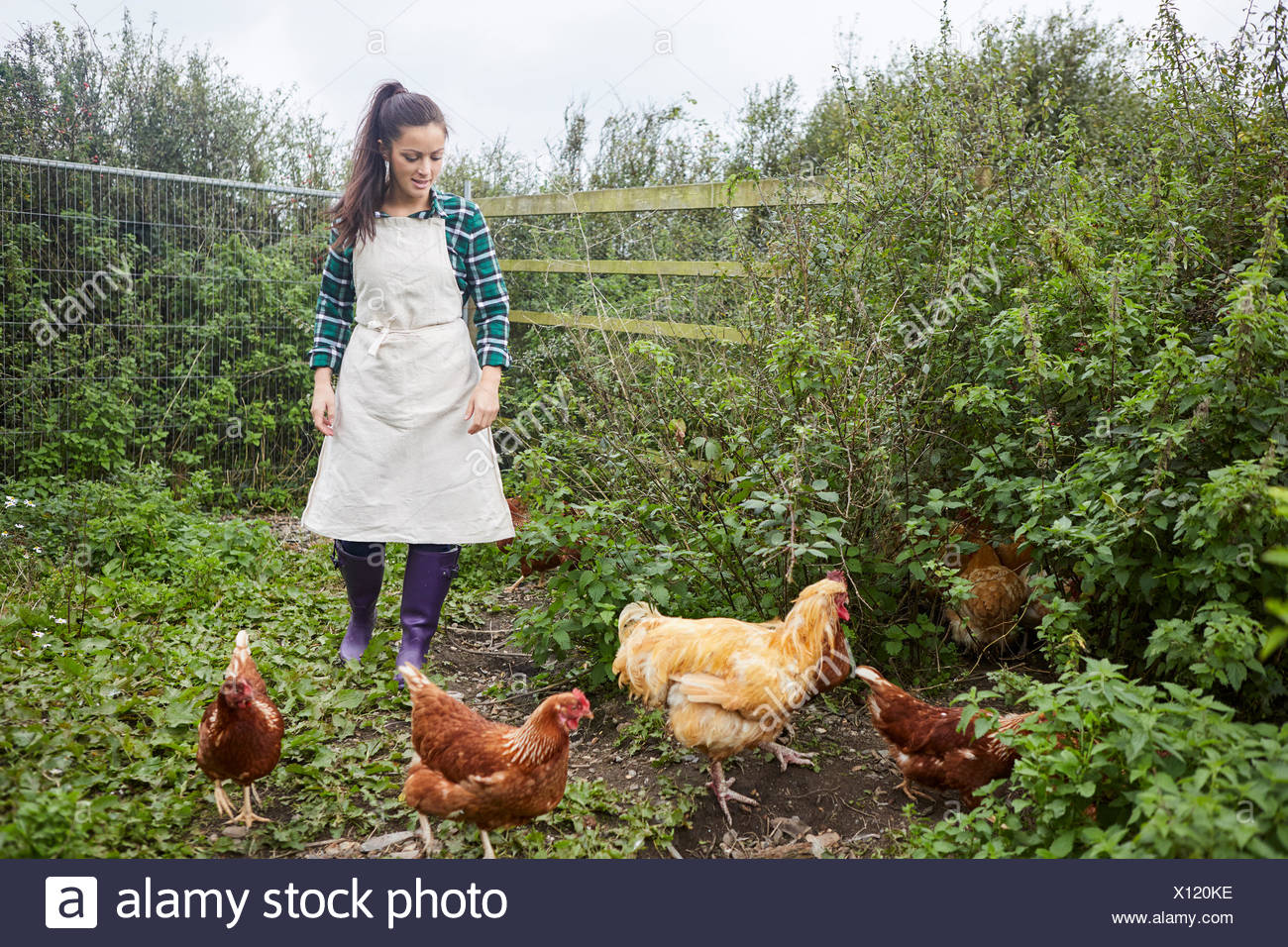 Woman Slaughtering Chickens Woman Slaughtering Chickens