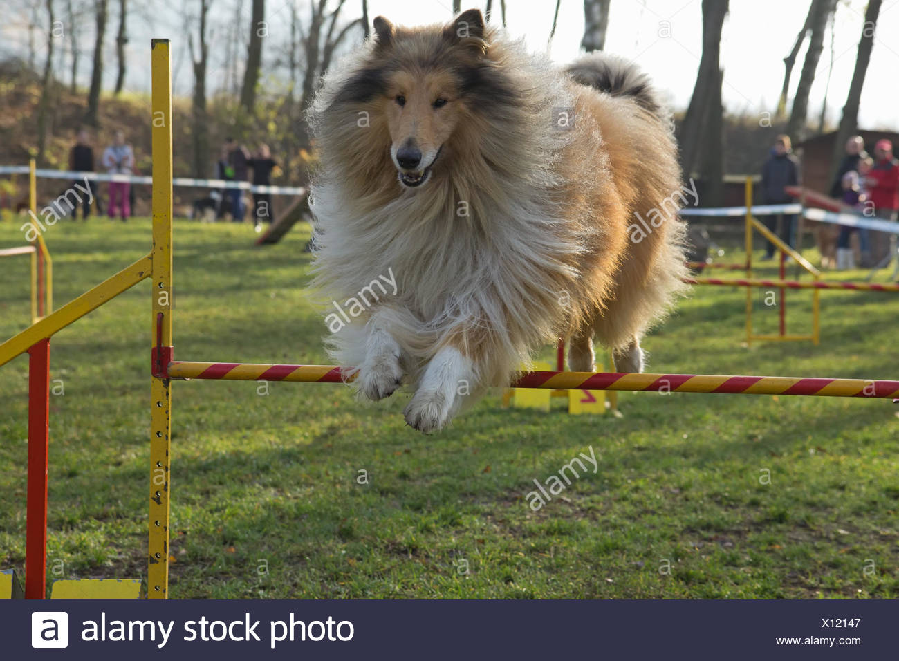 Collie Rough Dog Is Jumping An Obstacle Outdoors Stock Photo Alamy