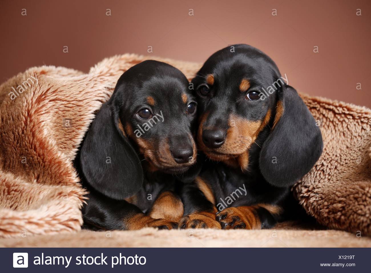 2 Shorthaired Dachshund Puppies Stock Photo 276025508 Alamy