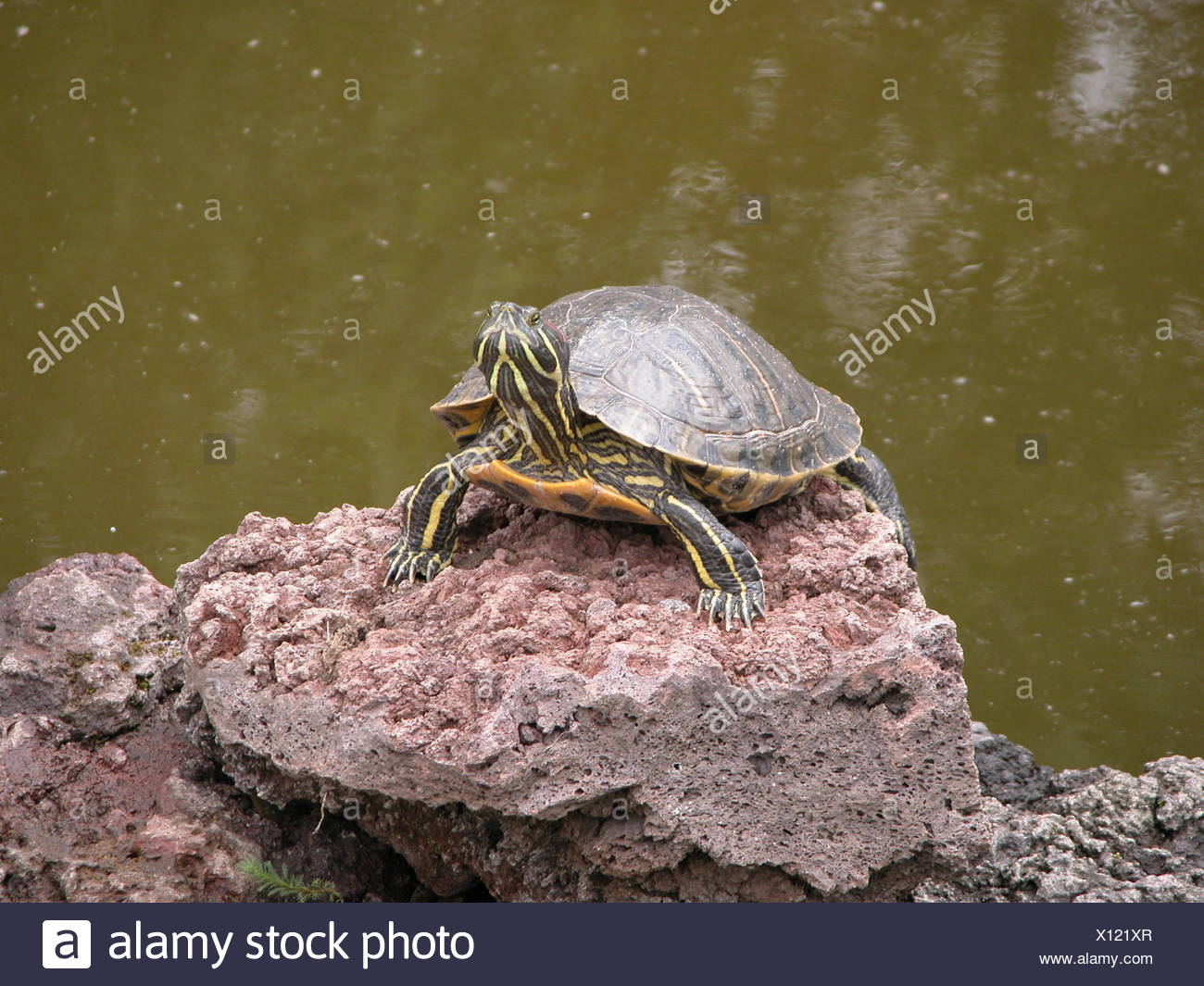 tortoise are amphibians