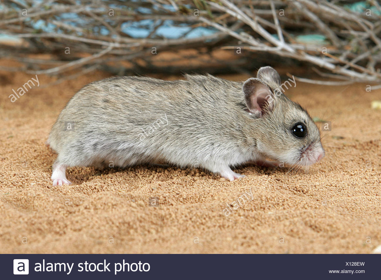 Cricetulus High Resolution Stock Photography and Images Alamy