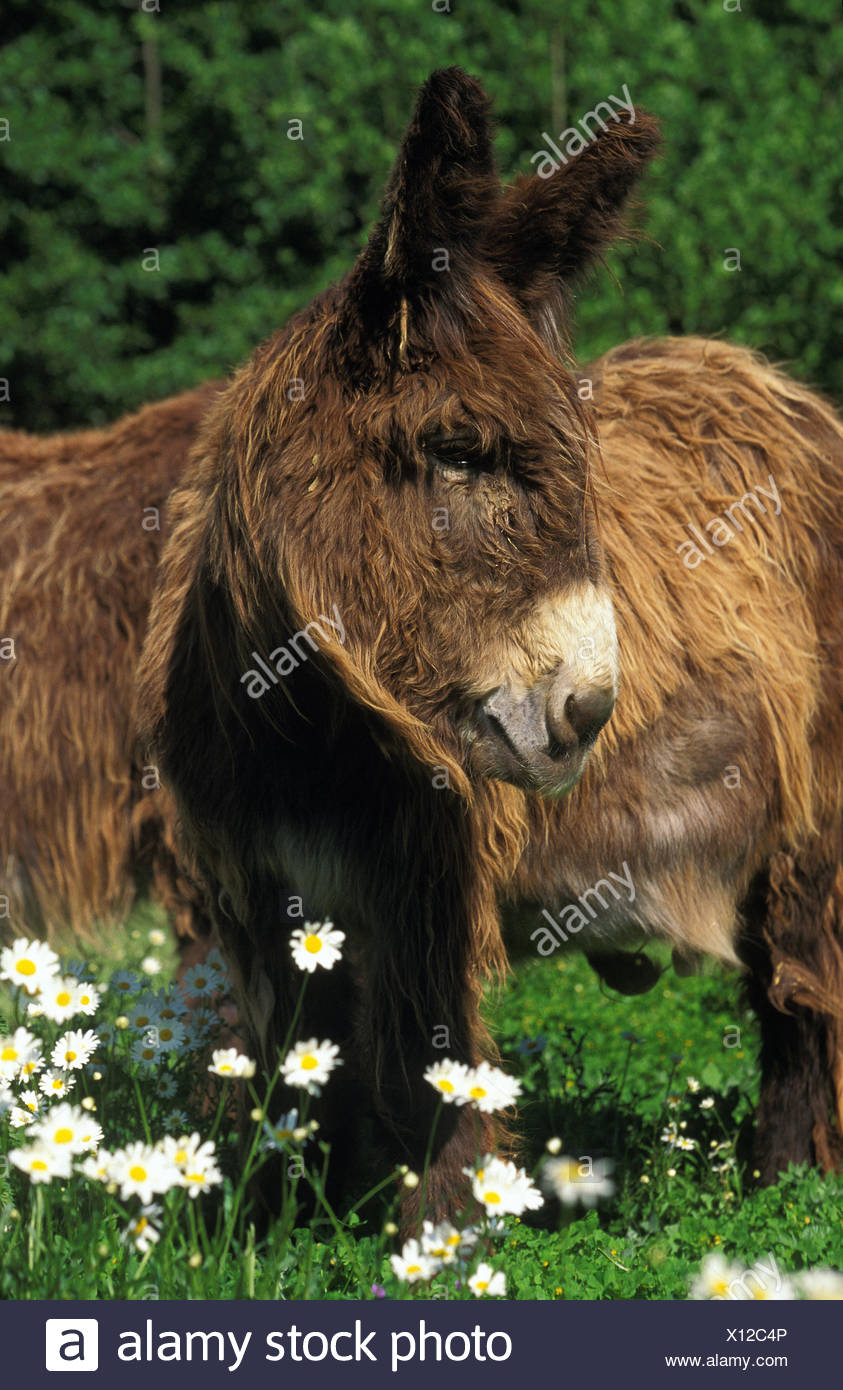 Poitou Domestic Donkey Or The Baudet Du Poitou A French Breed Stock Photo Alamy