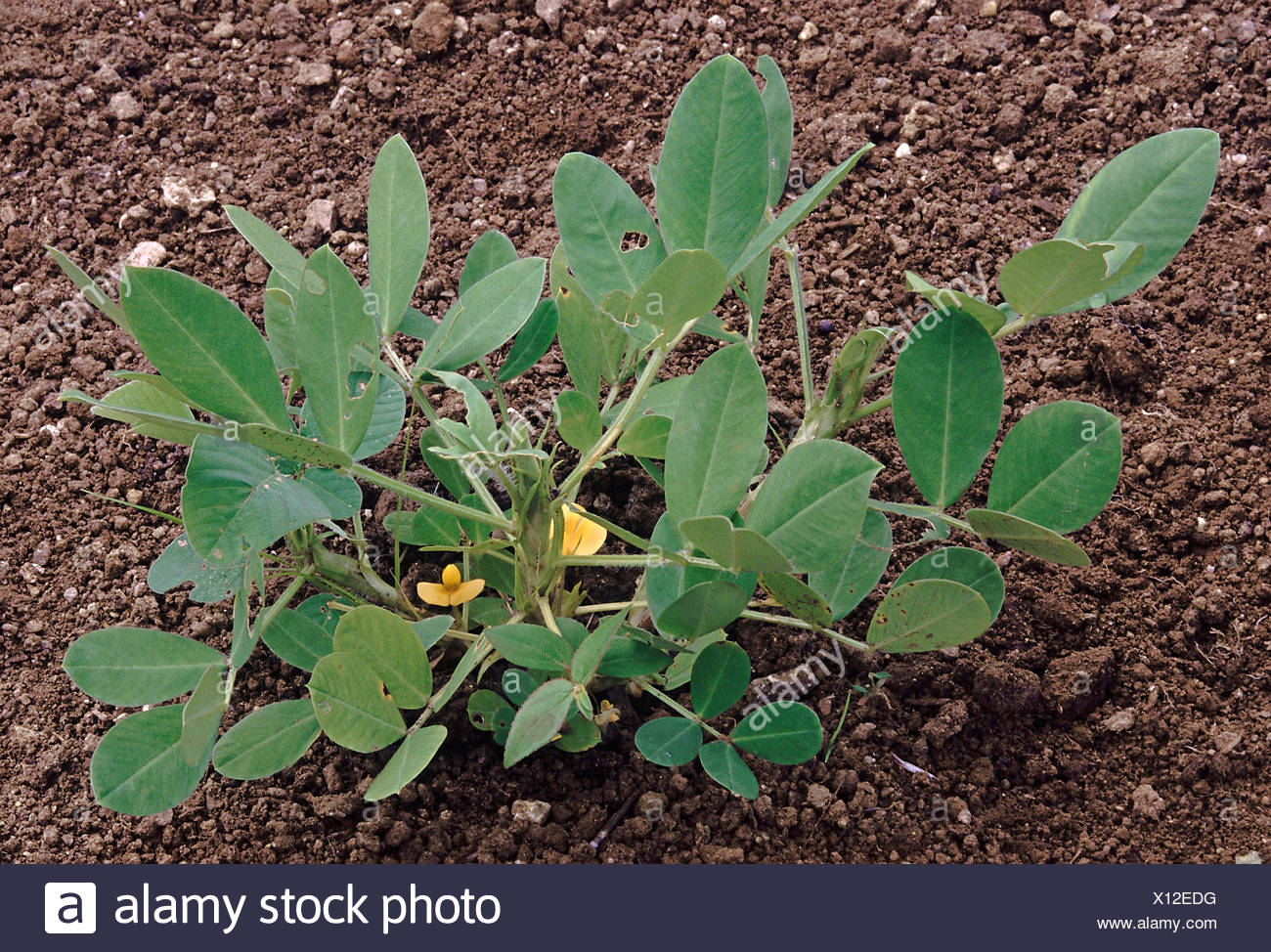 Groundnut Plant High Resolution Stock Photography and Images - Alamy