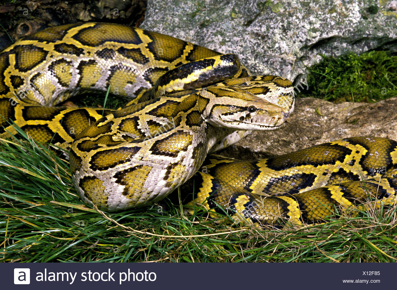 Indian Python Python Molurus High Resolution Stock Photography and ...