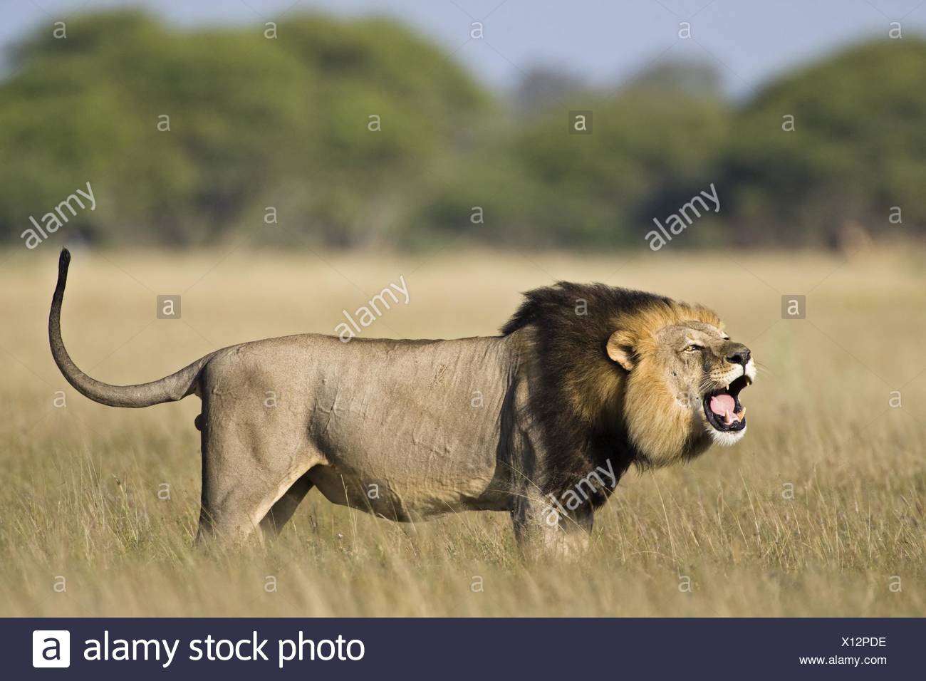Male Lion Roar Side View High Resolution Stock Photography and Images ...