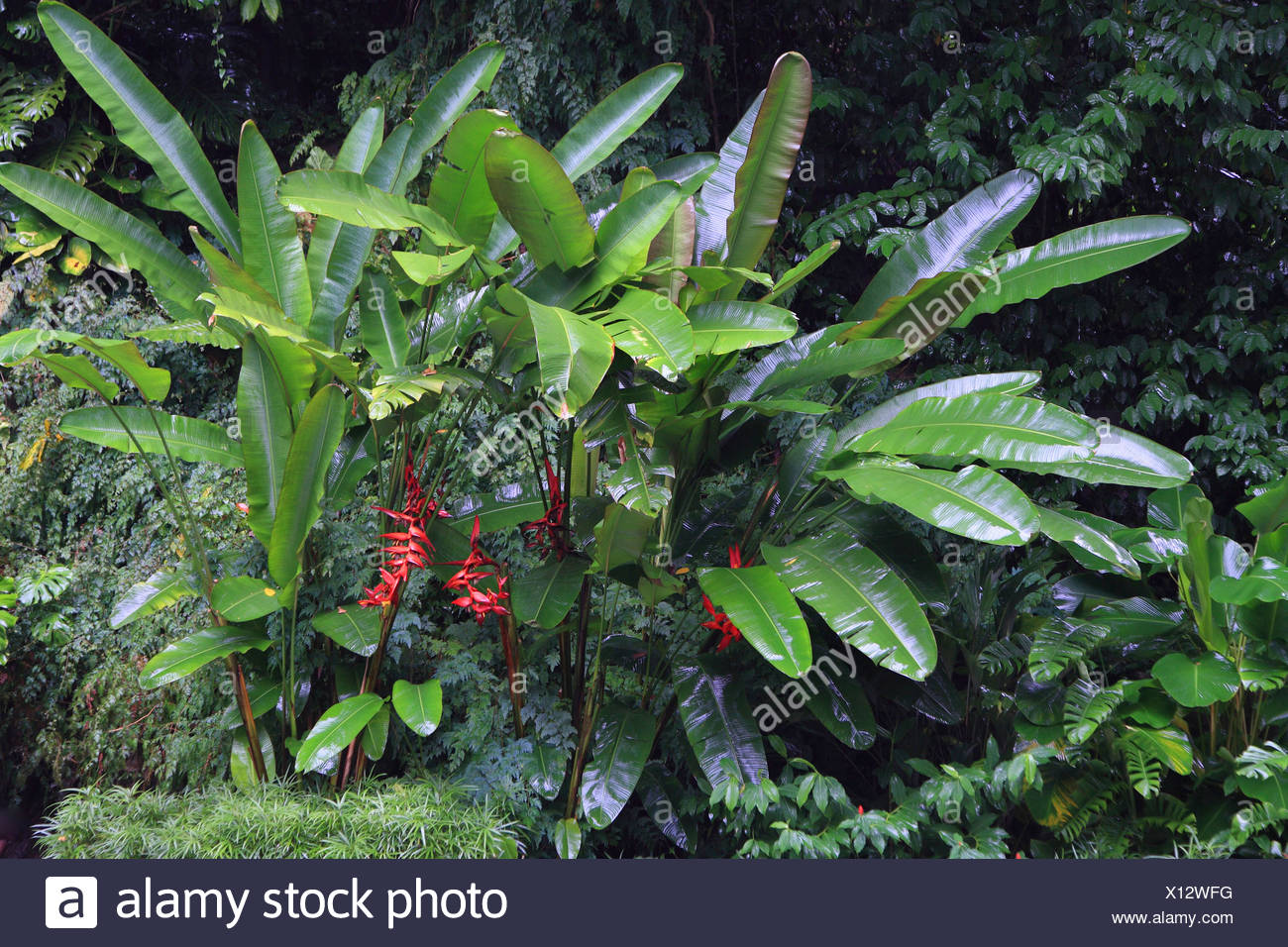 Heliconias Flowers In Rain Forest High Resolution Stock Photography and ...