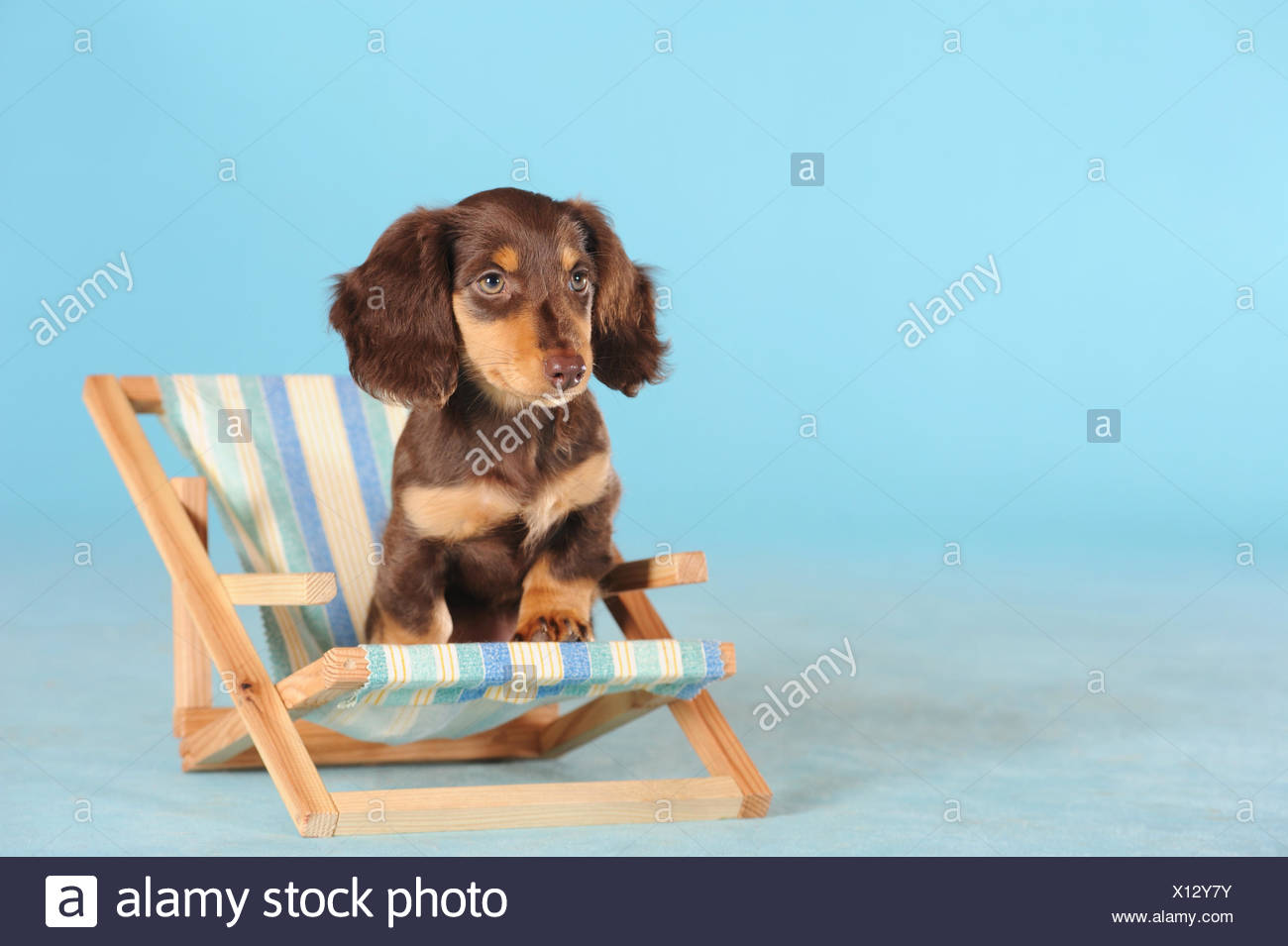 Long Haired Miniature Dachshund Canis Lupus Familiaris Brown