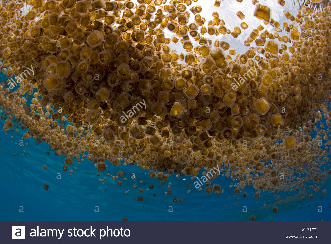 Thimble Sea Jellyfish High Resolution Stock Photography and Images Alamy