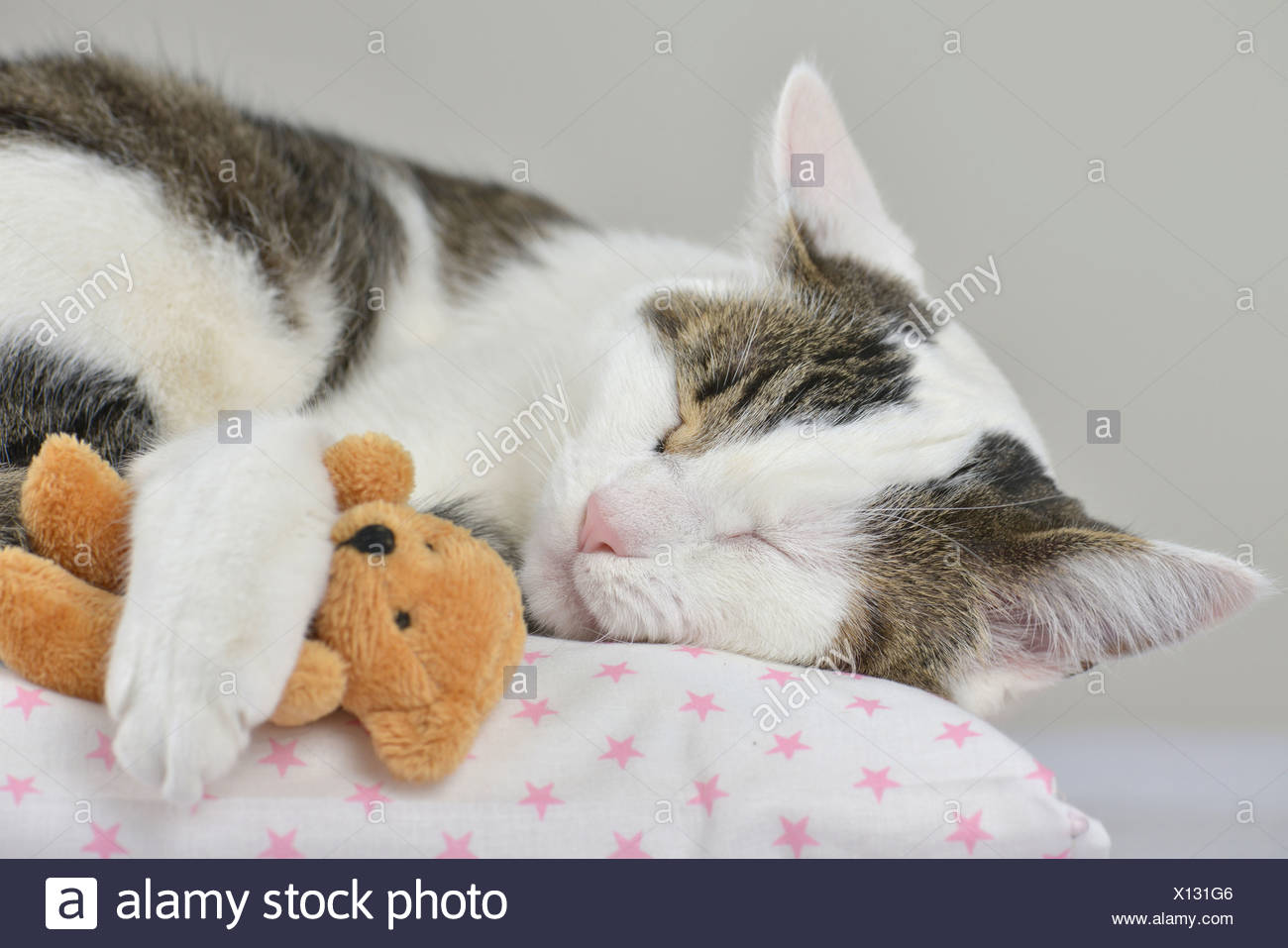 cat sleeping with teddy bear