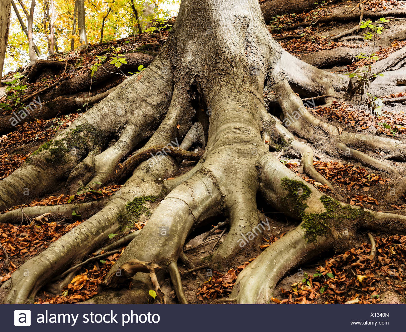 Beech Rooter Beech Root High Resolution Stock Photography and Images - Alamy