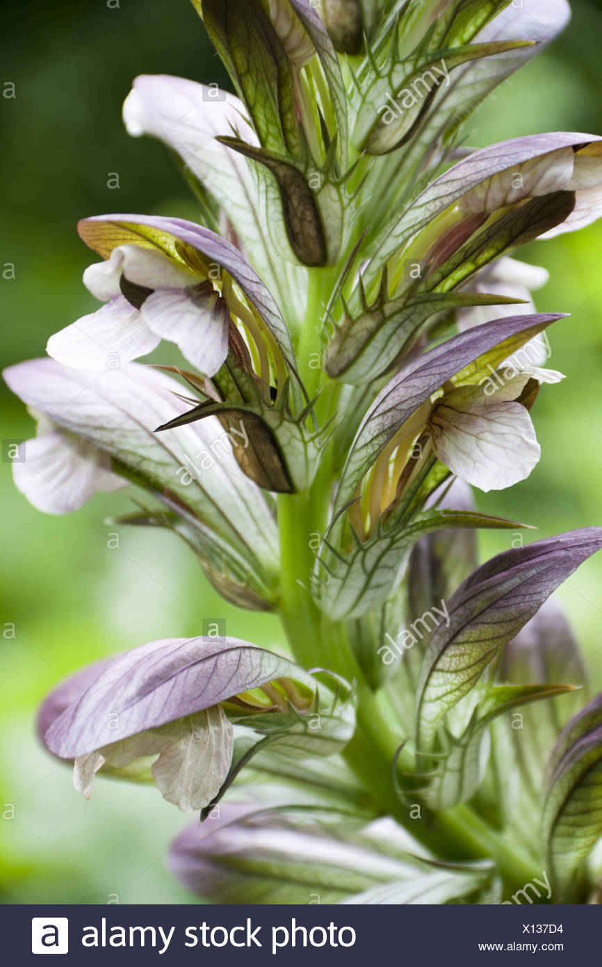 Acanthus Balcanicus High Resolution Stock Photography and Images Alamy