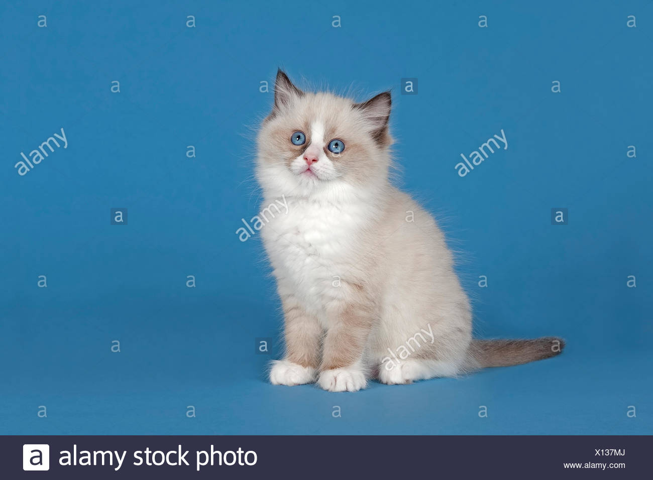 blue mitted ragdoll with blaze