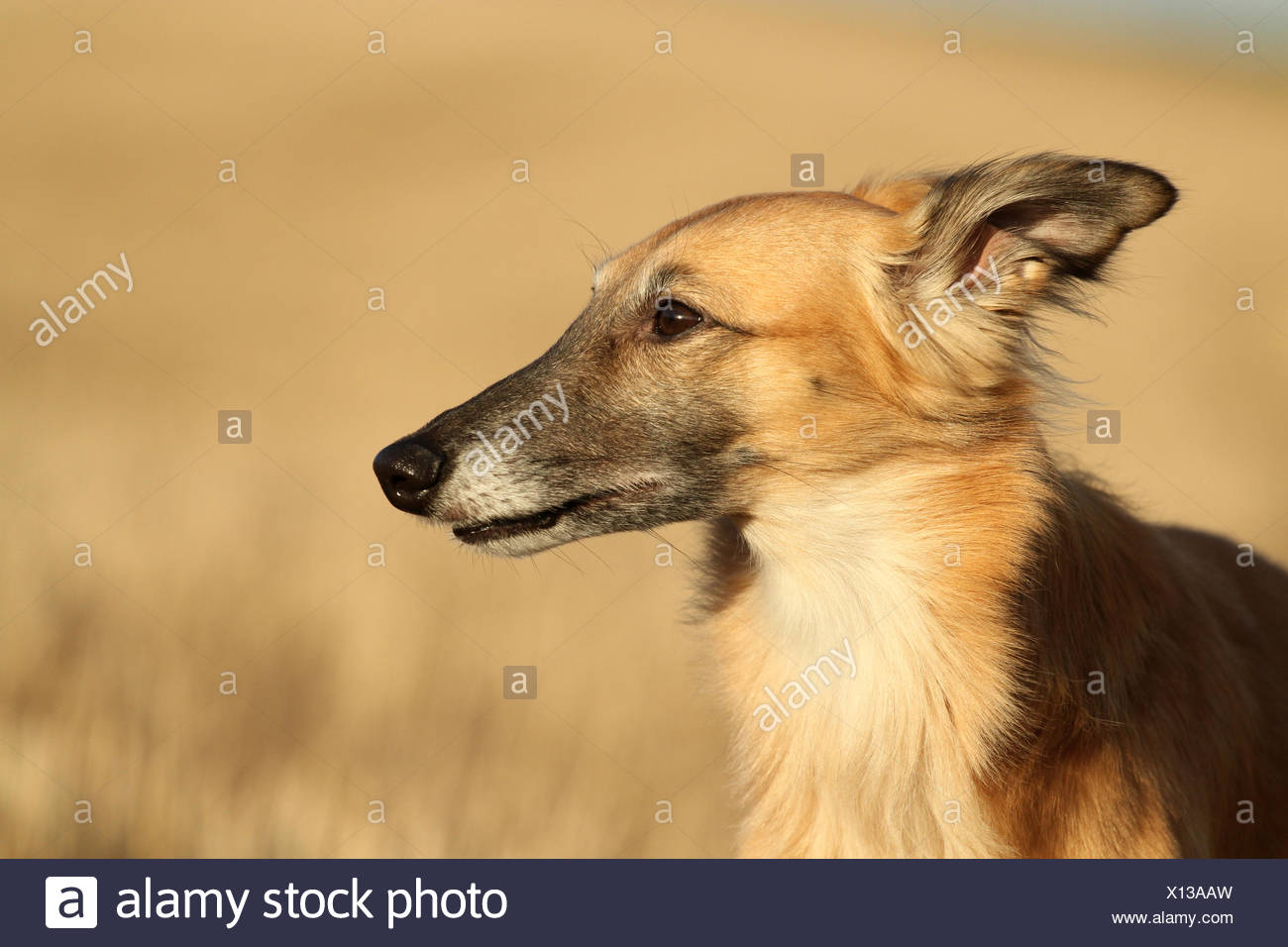 Greyhound Silken Windsprite Portrait Stock Photo 276054545 Alamy
