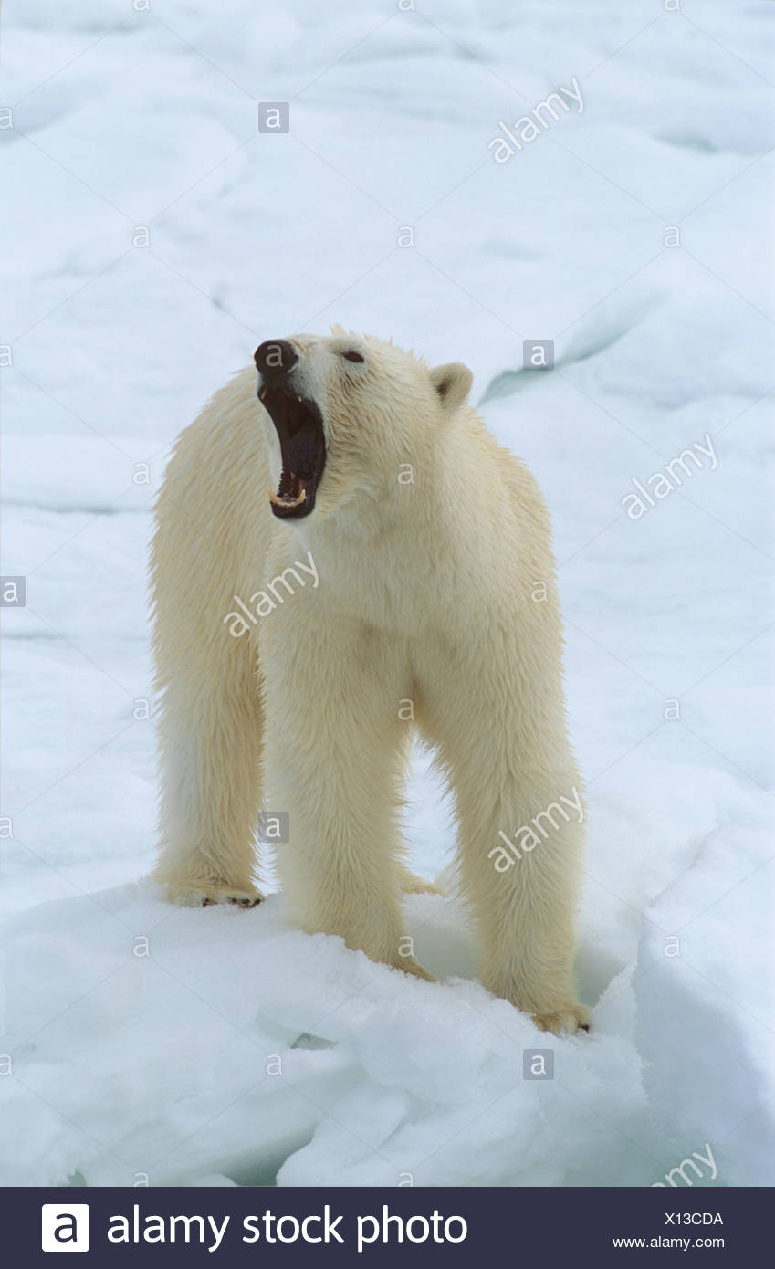 Polar Bear Growling Ursus Maritimus Stock Photo Alamy