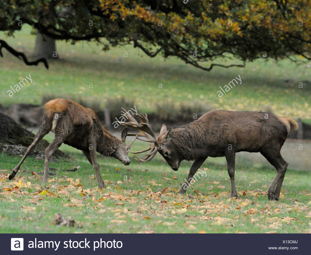 Red Deer Fighting Stock Photos & Red Deer Fighting Stock Images Alamy