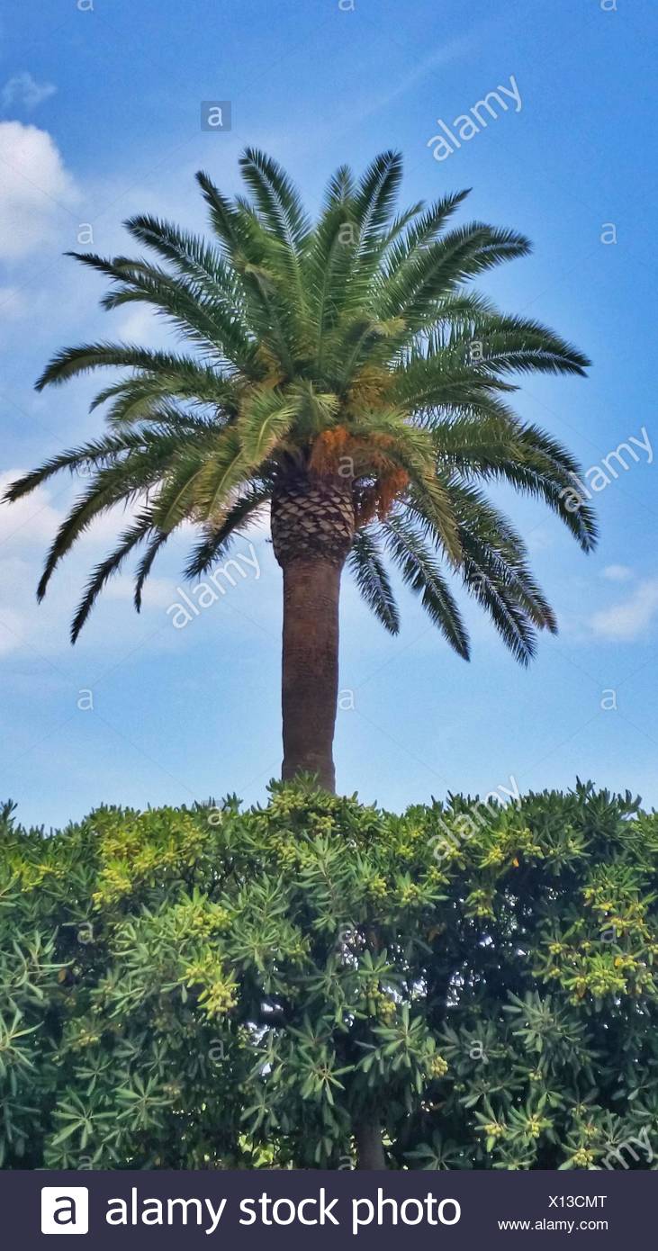 Date Palm Tree High Resolution Stock Photography and Images - Alamy