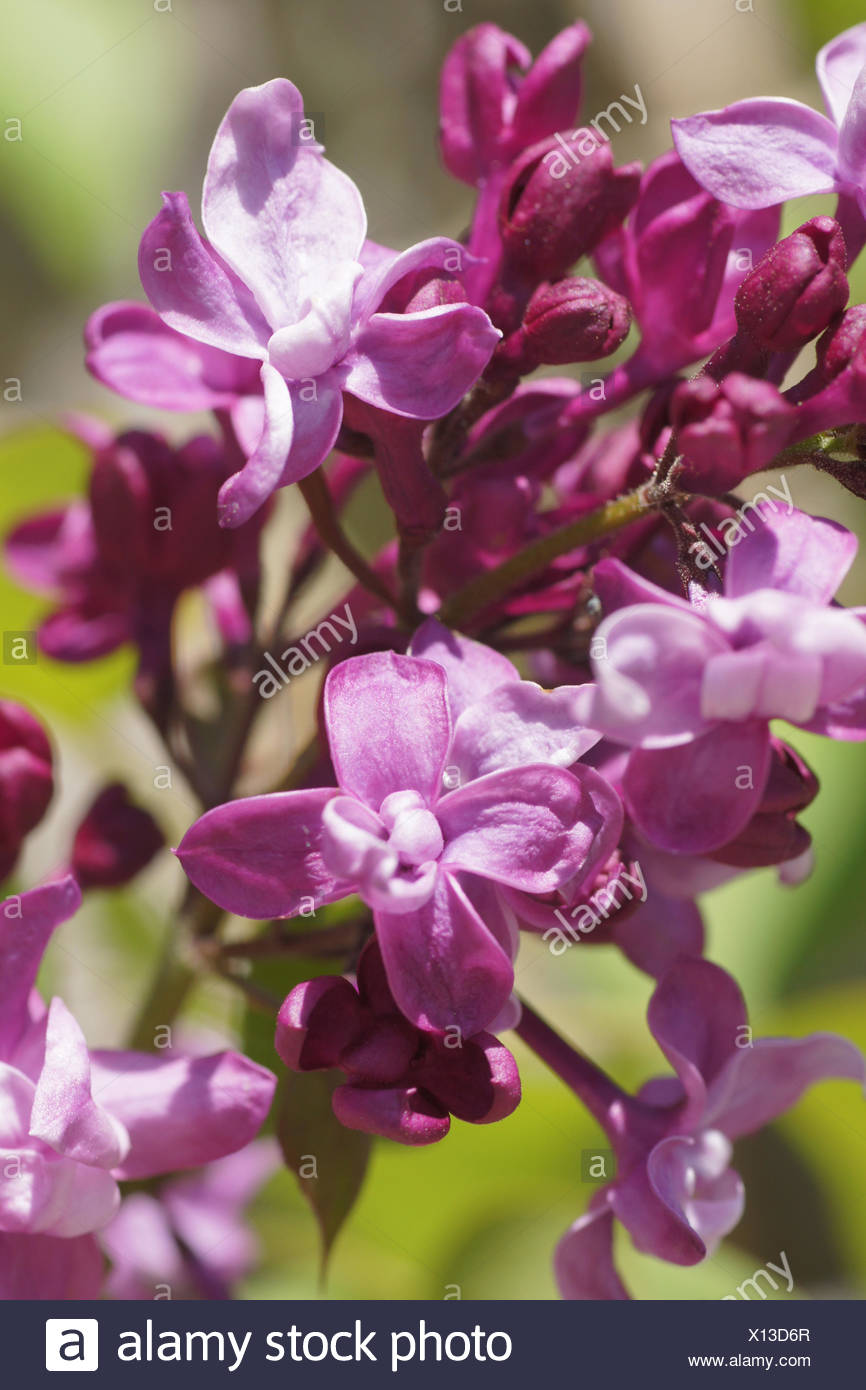 Un Jardin Des Fleurs Gros Doute Sur Mon Nouveau Lilas Et Premier