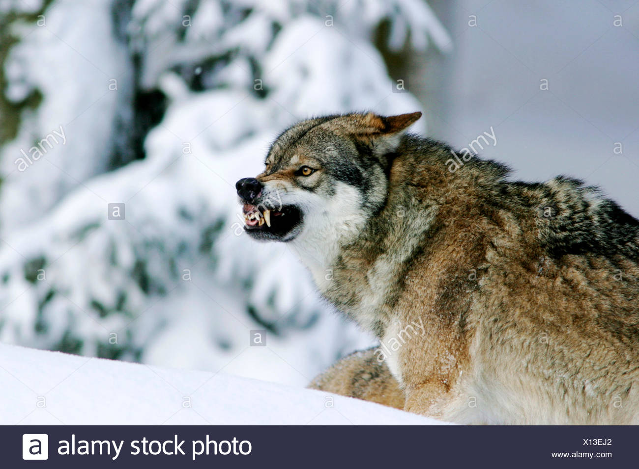 European Gray Wolf Canis Lupus Lupus Aggressive Individual In Snow Germany Stock Photo Alamy