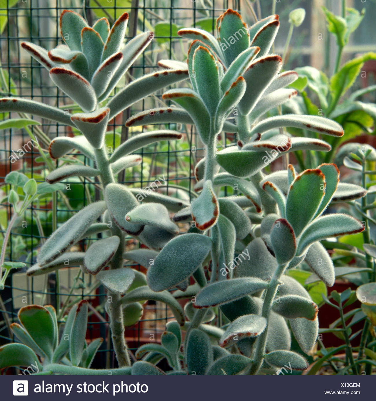 Kalanchoe Tomentosa High Resolution Stock Photography and Images - Alamy