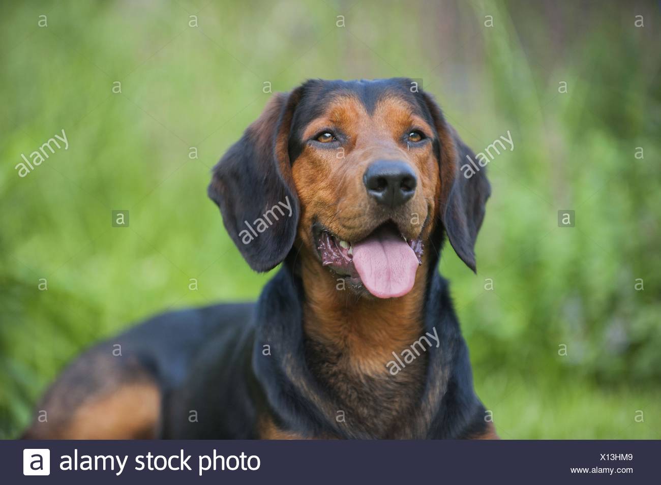tyrolean hound