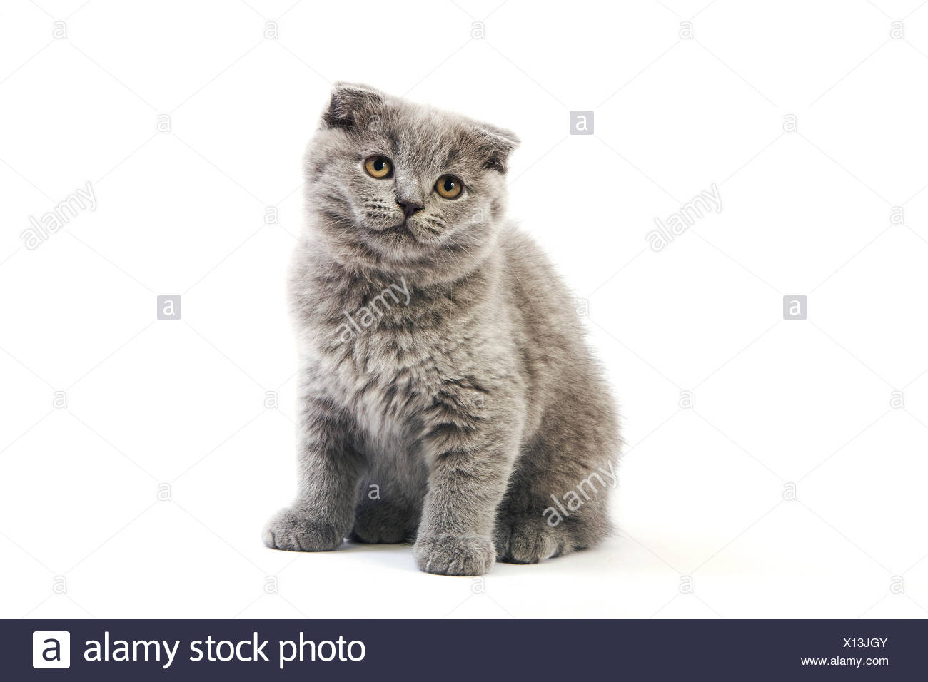 Blue Scottish Fold Domestic Cat 2 Months Old Kitten Against White