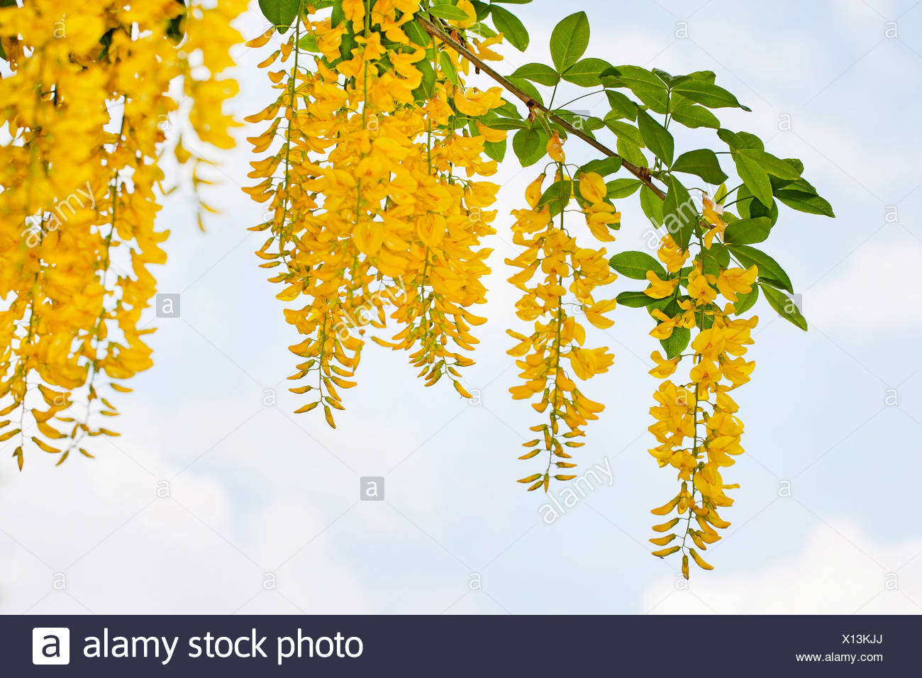 Laburnum Stock Photos Laburnum Stock Images Alamy