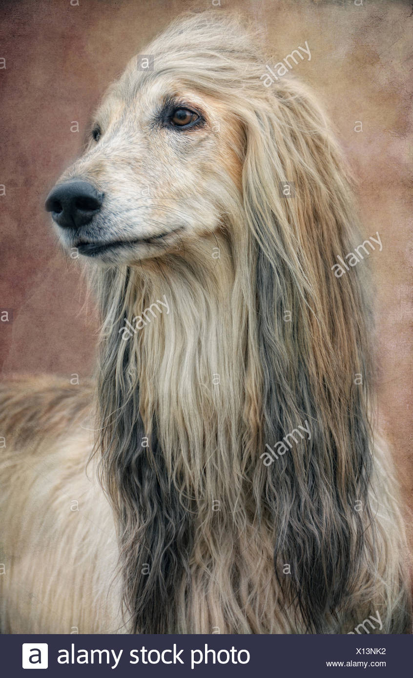 Afghan Hound Blond Stock Photos Afghan Hound Blond Stock Images