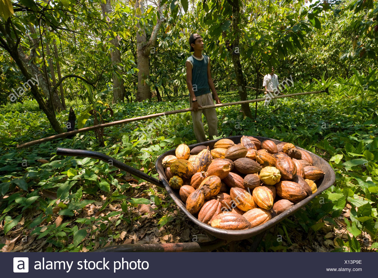 Farm Workers Harvesting Cocoa Fruits High Resolution Stock Photography and Images Alamy
