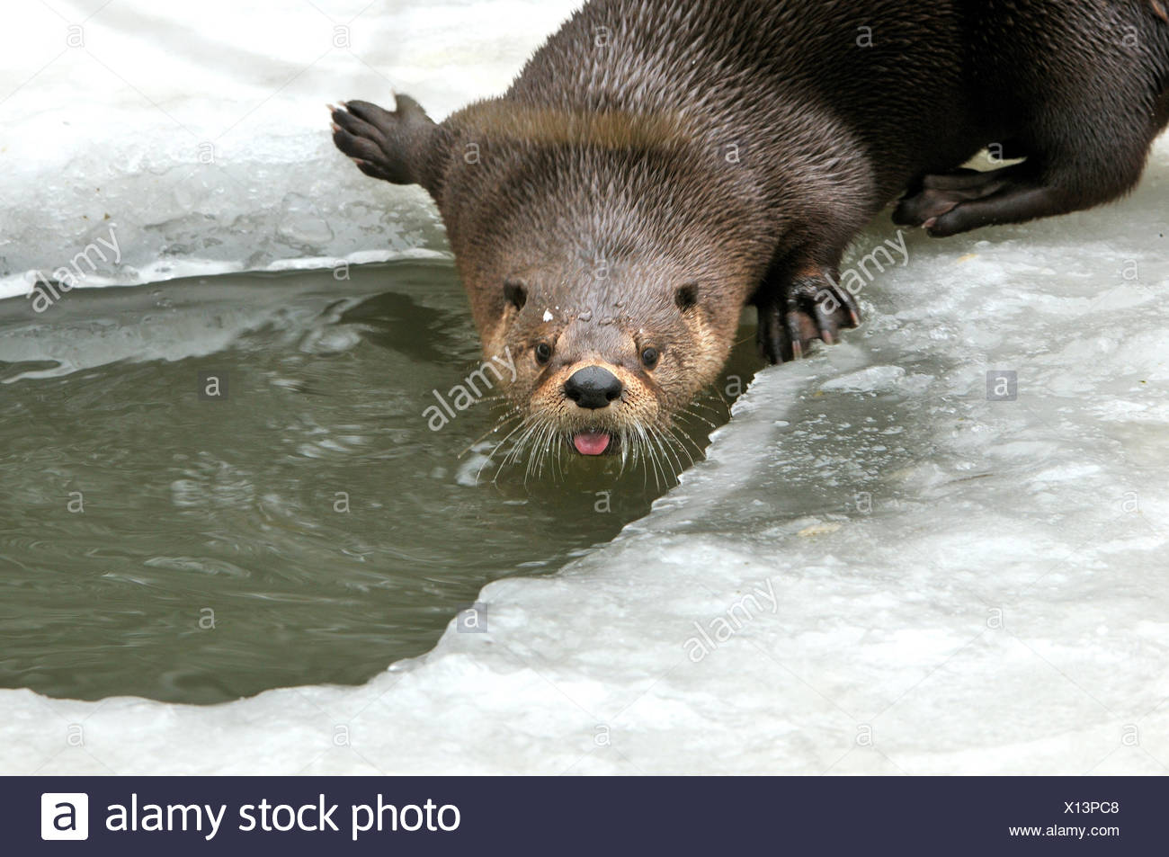 hairy-nosed-high-resolution-stock-photography-and-images-alamy