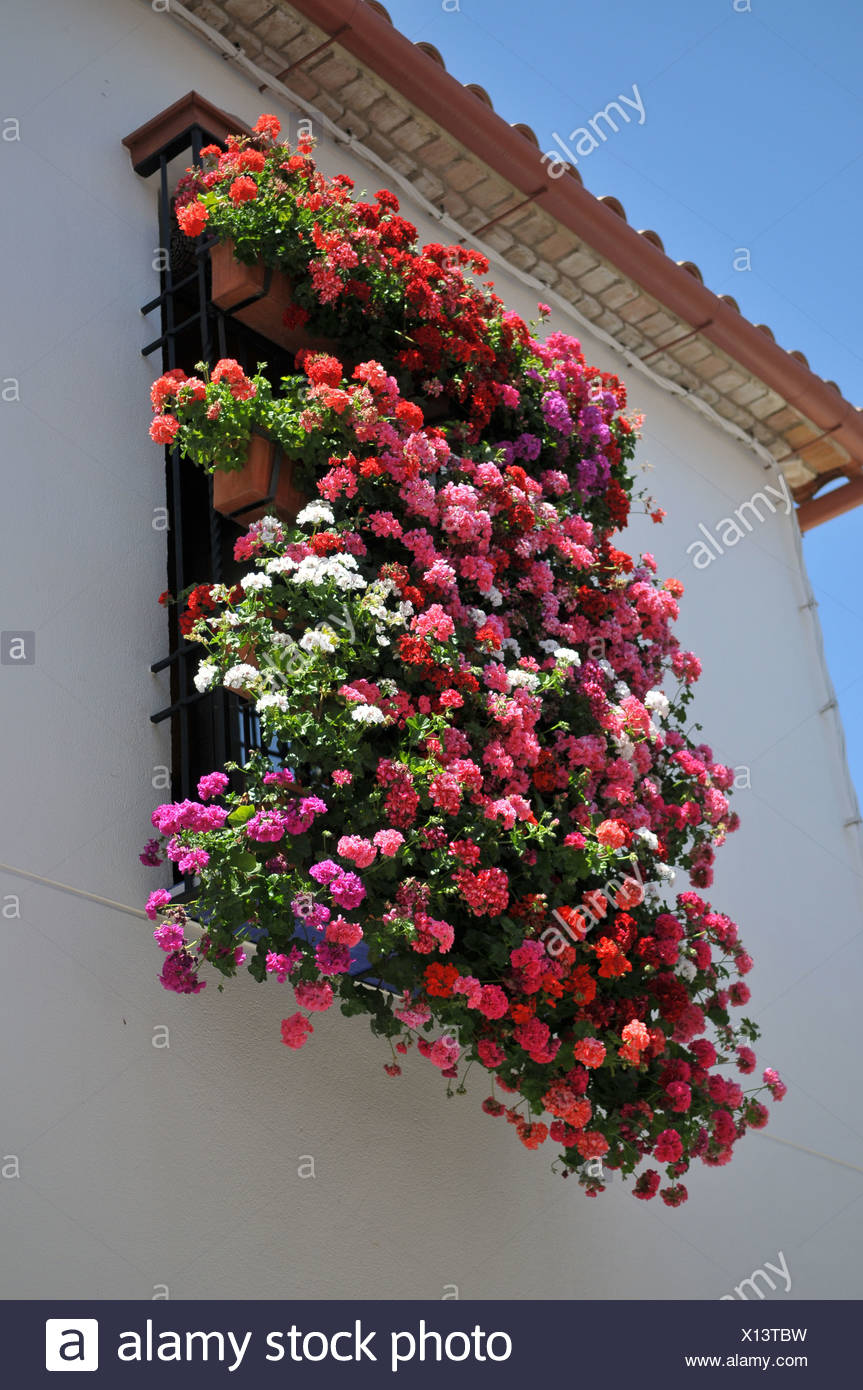 Balcon Geraniums In Cordoba Center Stock Photo Alamy