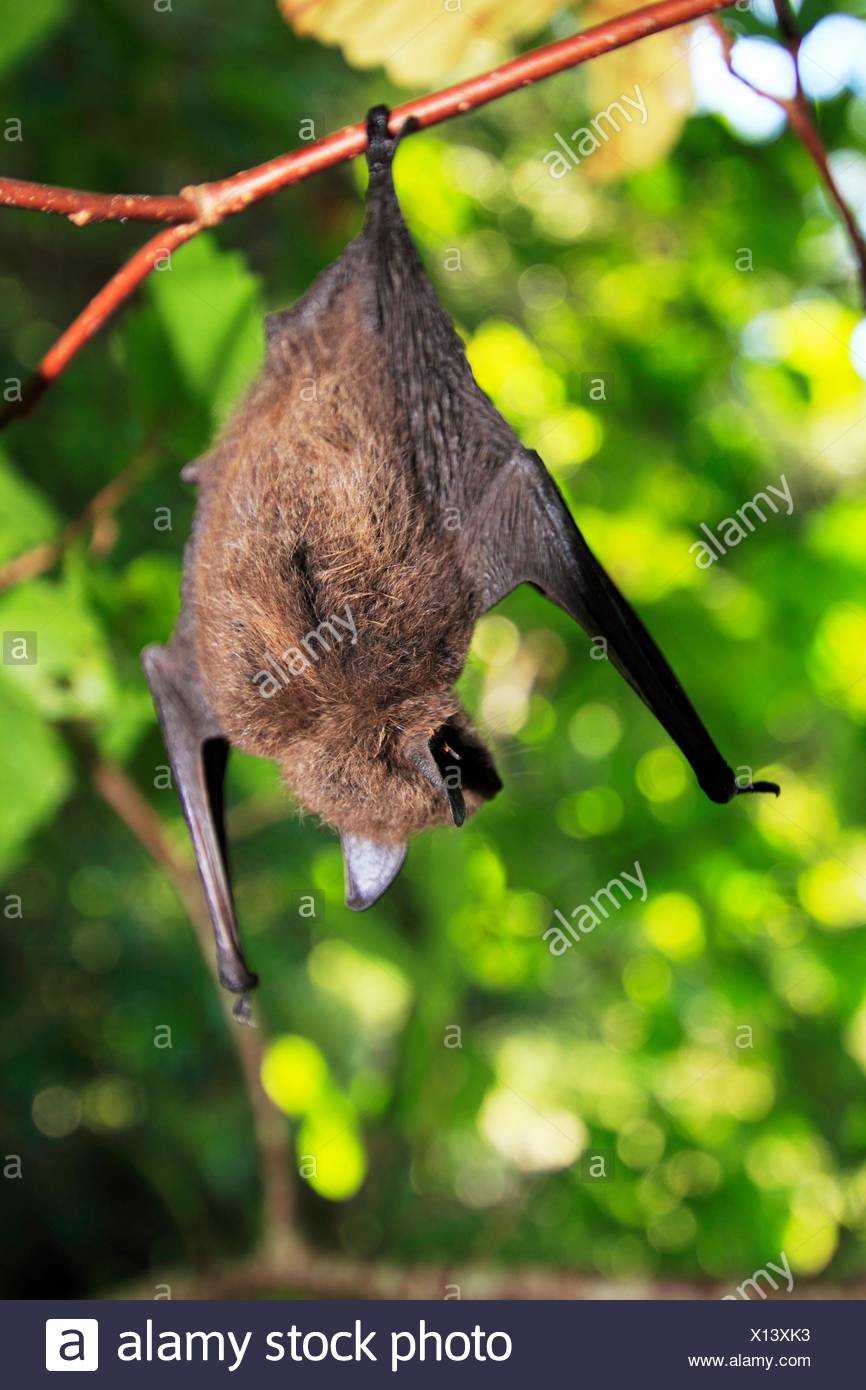 Little Brown Bat High Resolution Stock Photography and Images Alamy
