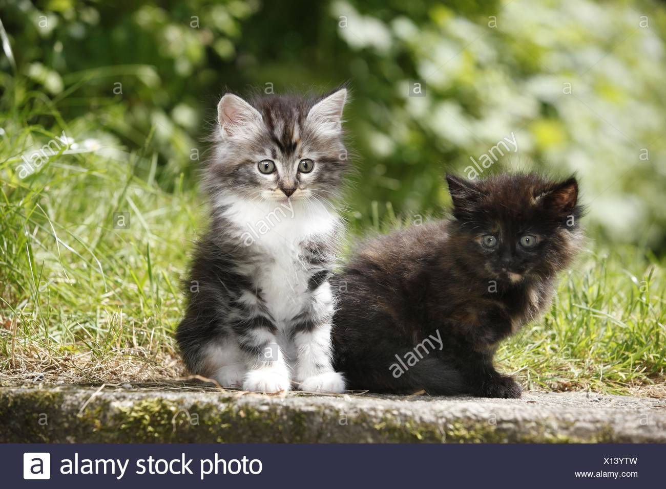 norwegian kittens