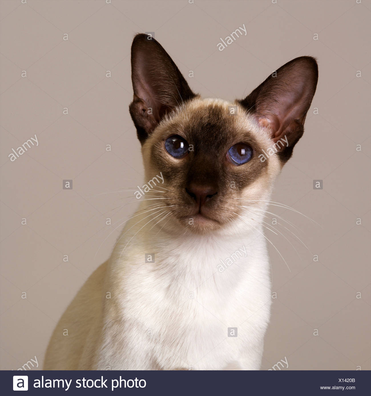 Seal Point Siamese Stock Photo 276069931 Alamy