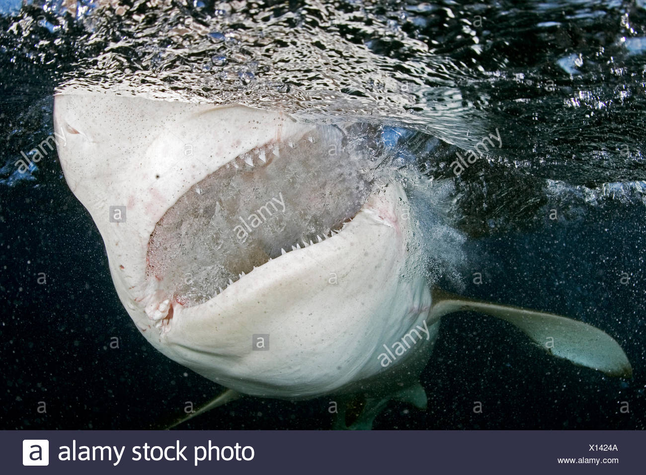 Hawaii Oahu North Shore Galapagos Shark Showing Teeth At