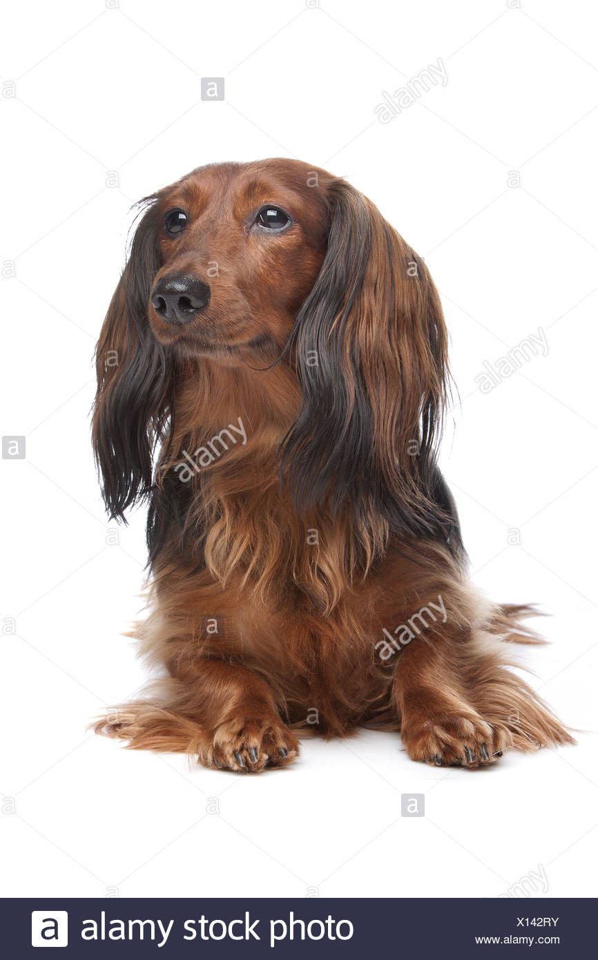 Standard Long Haired Dachshund In Front Of A White Background