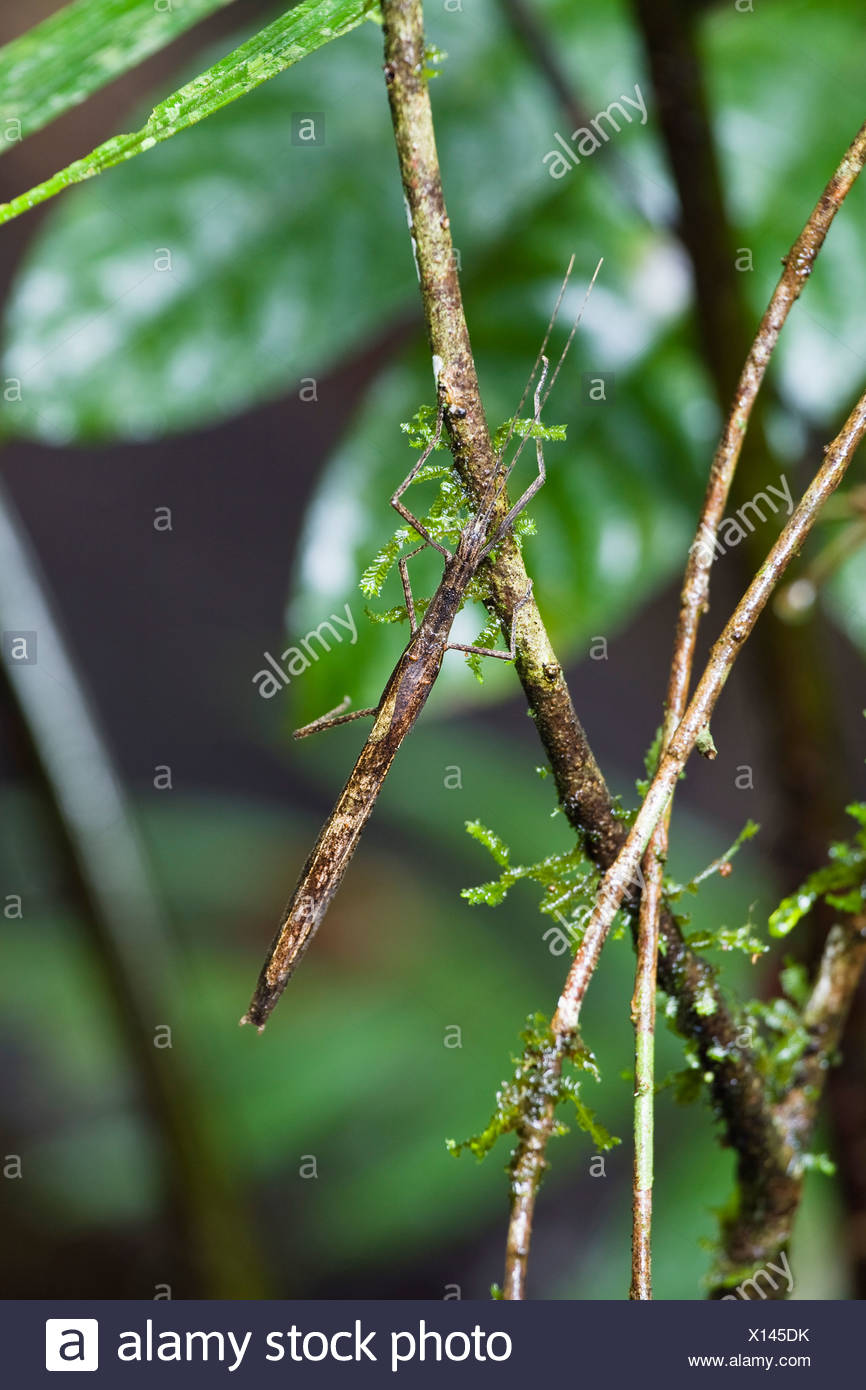 Stick Insect High Resolution Stock Photography and Images - Alamy