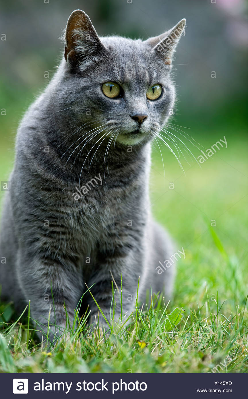 a grey cat