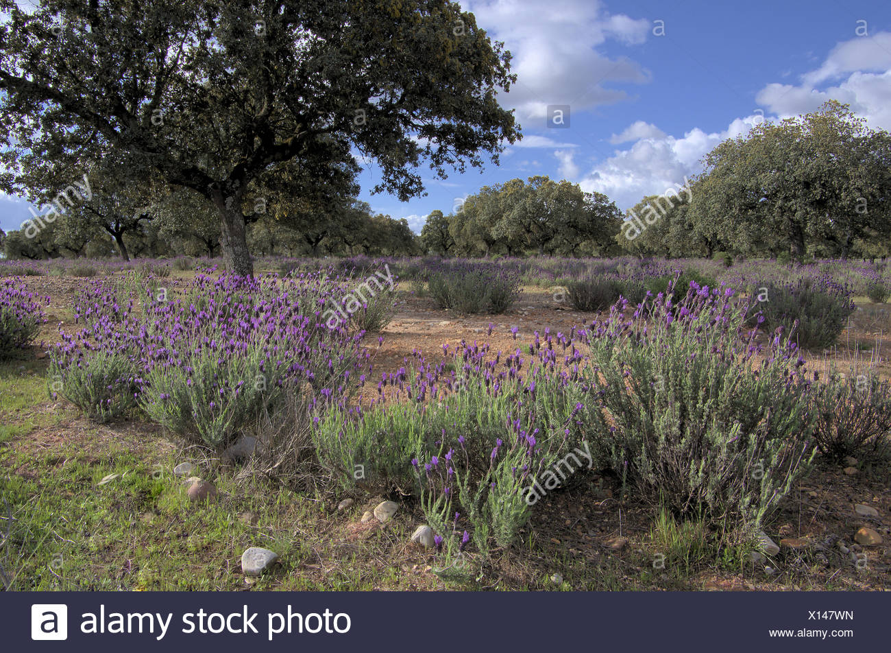 Ausgedehnt High Resolution Stock Photography And Images Alamy