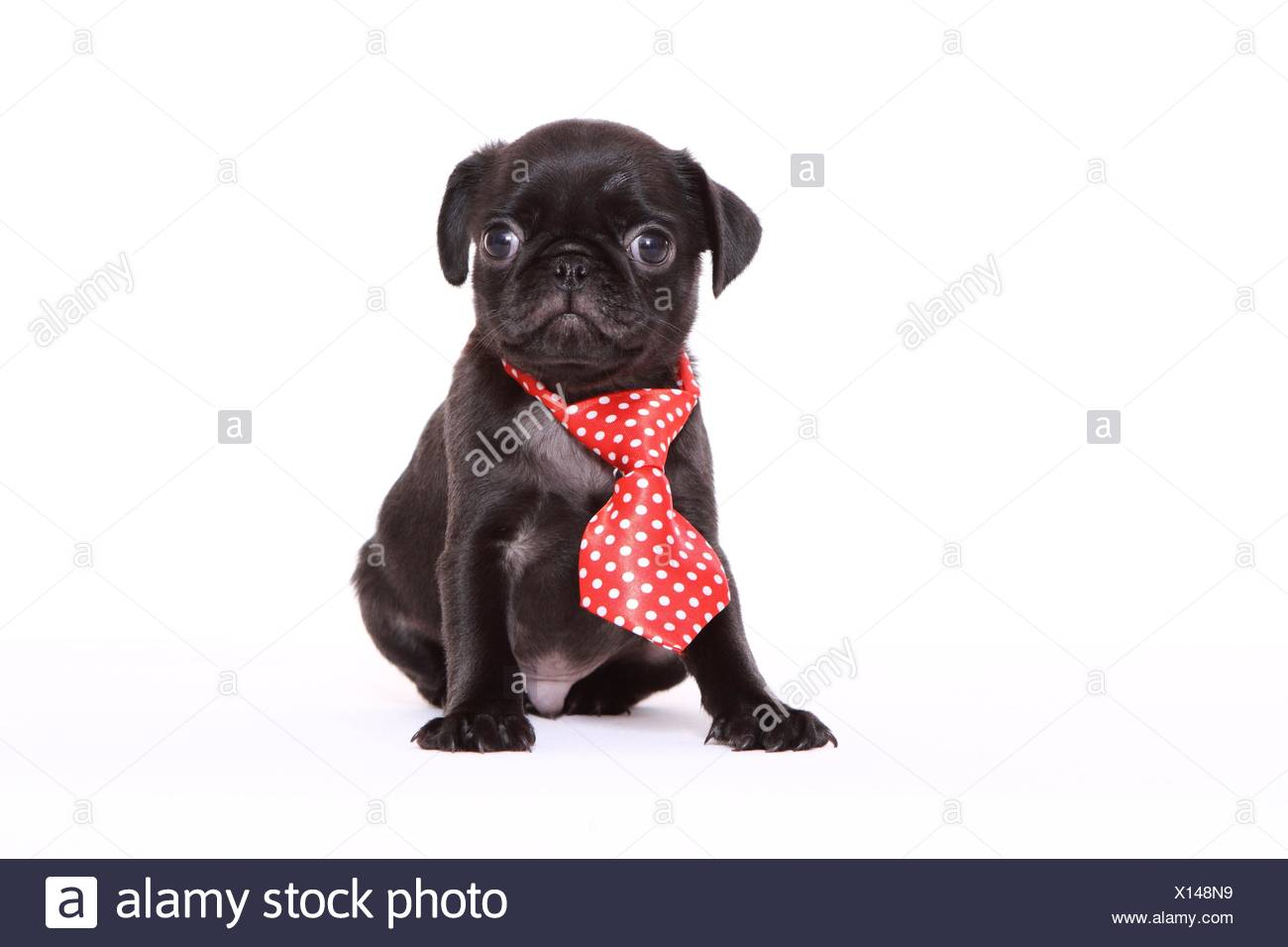Long Haired Dog Stock Photos Long Haired Dog Stock Images Alamy