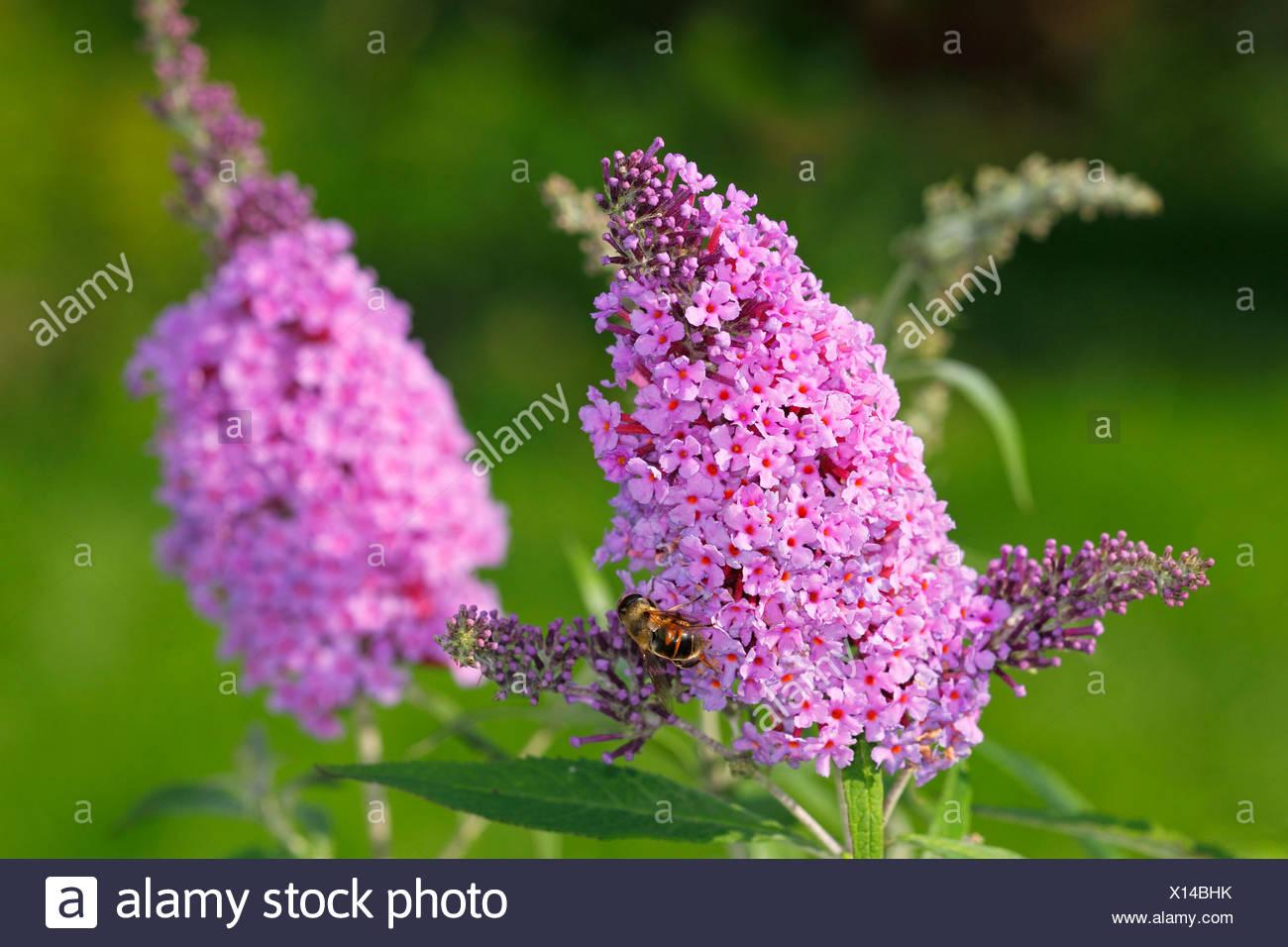Buddleia Plants Stock Photos Buddleia Plants Stock Images Alamy