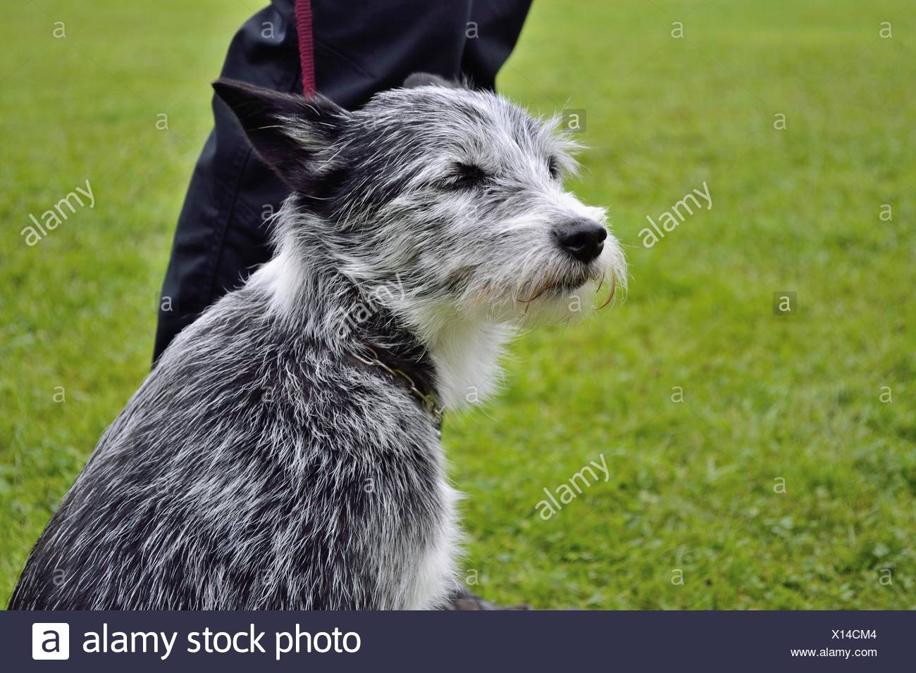 shaggy black and white dog