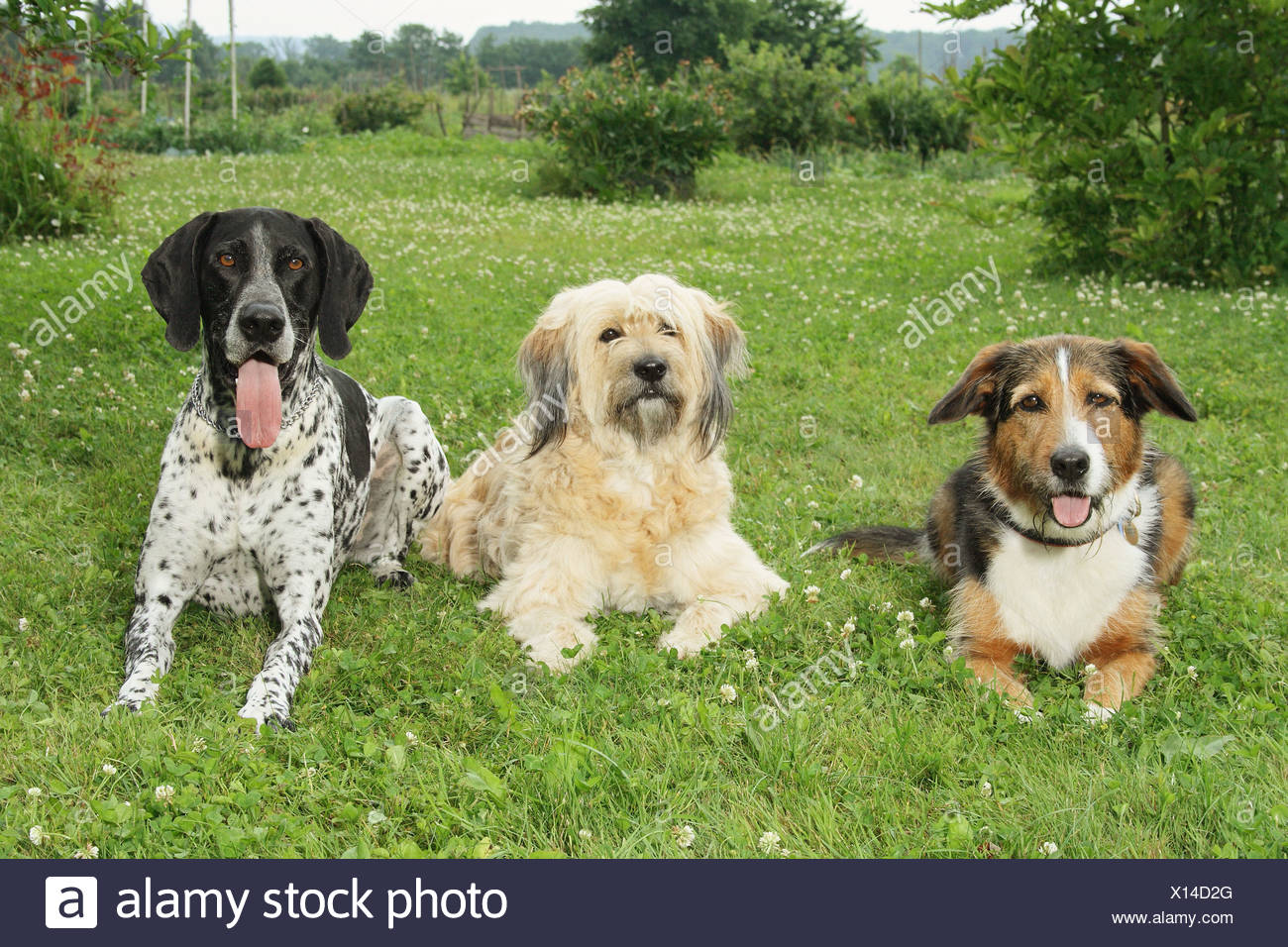 A Mixed Breed Dog A Tibet Terrier And A German Short Haired