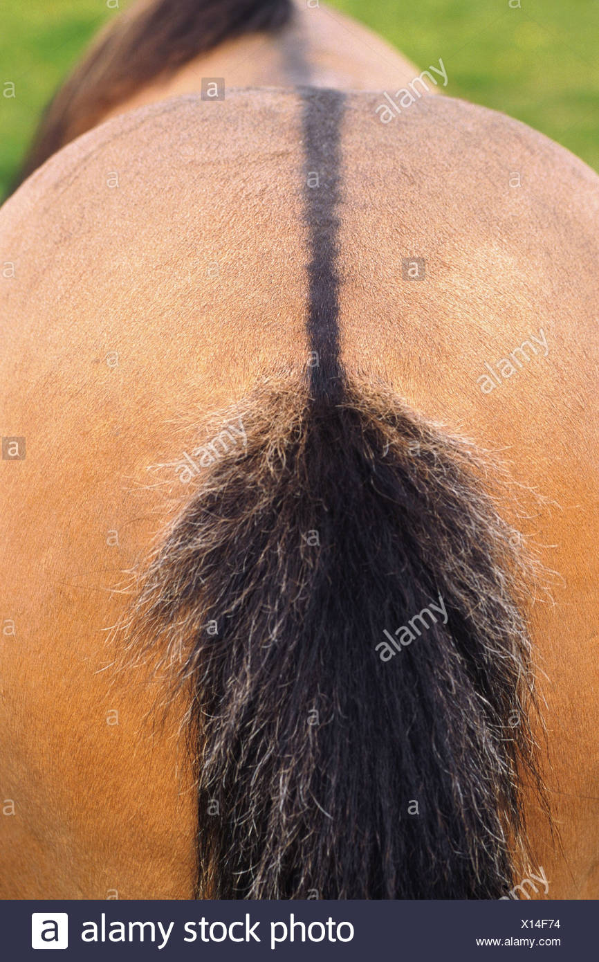 Horse Bum High Resolution Stock Photography and Images Alamy