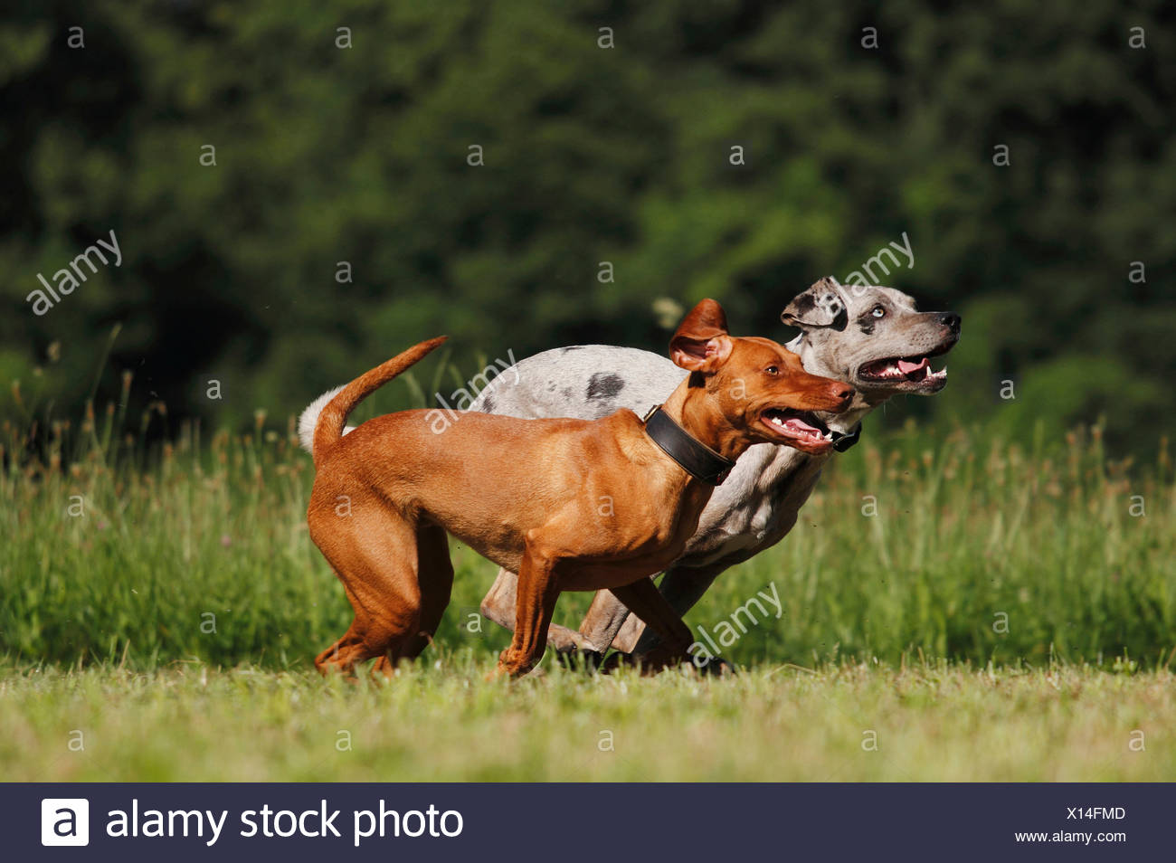 catahoula vizsla mix