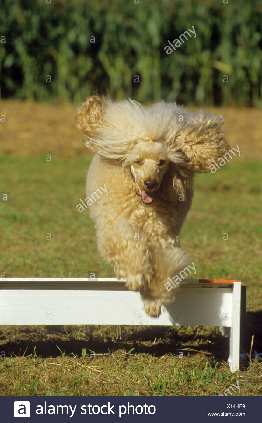 Poodle Jumping High Resolution Stock Photography and Images Alamy